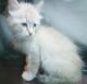 Ragdoll Cats for sale in North Highlands, CA, USA. price: NA