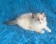 Ragdoll Cats for sale in Missoula, MT, USA. price: NA