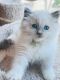 Ragdoll Cats for sale in Dedham, MA, USA. price: $1,300