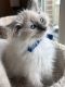 Ragdoll Cats for sale in Dedham, MA, USA. price: $1,300