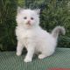 Ragdoll Cats for sale in Denver, CO, USA. price: $900