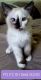 Ragdoll Cats for sale in Marysville, WA 98270, USA. price: $300