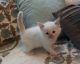 Ragdoll Cats for sale in Sheridan, AR 72150, USA. price: NA