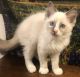 Ragdoll Cats for sale in Escondido, CA, USA. price: $1,400