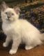 Ragdoll Cats for sale in Escondido, CA, USA. price: $1,450