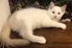 Ragdoll Cats for sale in Escondido, CA, USA. price: $1,500