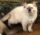 Ragdoll Cats for sale in Escondido, CA, USA. price: $1,950