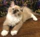 Ragdoll Cats for sale in Escondido, CA, USA. price: $2,000
