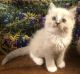 Ragdoll Cats for sale in Escondido, CA, USA. price: $2,000