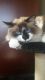 Ragdoll Cats for sale in Lewisville, NC, USA. price: NA