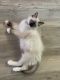 Ragdoll Cats for sale in Harrisburg, PA, USA. price: $600