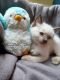 Ragdoll Cats for sale in Suffolk County, NY, USA. price: NA