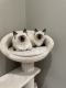 Ragdoll Cats for sale in Washougal, WA, USA. price: NA