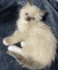 Ragdoll Cats for sale in Cheektowaga, NY 14225, USA. price: $500