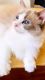 Ragdoll Cats for sale in Cambridge, MA, USA. price: $800