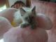 Ragdoll Cats for sale in St Paul, MN, USA. price: NA