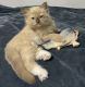 Ragdoll Cats for sale in Cheektowaga, NY 14225, USA. price: $400