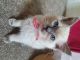 Ragdoll Cats for sale in Las Vegas, NV, USA. price: $300