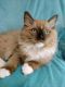 Ragdoll Cats for sale in Rising Sun, MD 21911, USA. price: NA