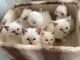Ragdoll Cats for sale in Las Vegas, NV 89117, USA. price: NA