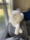 Ragdoll Cats for sale in Chattanooga, TN, USA. price: $1,200