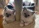 Ragdoll Cats for sale in Brooklyn, NY, USA. price: $500