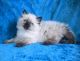 Ragdoll Cats for sale in Glendale Heights, IL 60139, USA. price: $900