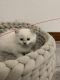 Ragdoll Cats for sale in Belleville, WI 53508, USA. price: NA