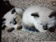 Ragdoll Cats for sale in Glenwood, IA 51534, USA. price: $1,000