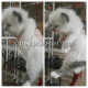 Ragdoll Cats for sale in 358 Budlong St, Adrian, MI 49221, USA. price: NA