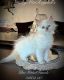 Ragdoll Cats for sale in Muncie, IN, USA. price: $1,600