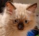 Ragdoll Cats for sale in Nacogdoches, TX, USA. price: NA