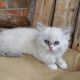 Ragdoll Cats for sale in Columbus, NC 28722, USA. price: NA
