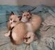Ragdoll Cats for sale in 197 County Rd 4803, Dayton, TX 77535, USA. price: NA