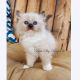 Ragdoll Cats for sale in Columbus, NC 28722, USA. price: NA