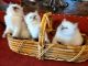 Ragdoll Cats for sale in Fairbury, NE 68352, USA. price: $1,000