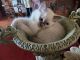 Ragdoll Cats for sale in Fairbury, NE 68352, USA. price: NA