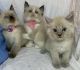 Ragdoll Cats for sale in Norton, OH 44203, USA. price: NA