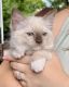 Ragdoll Cats for sale in Lock Haven, PA 17745, USA. price: $1,000