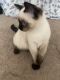 Ragdoll Cats for sale in Burlington, MA, USA. price: $1,000