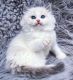 Ragdoll Cats for sale in Eaton, CO 80615, USA. price: $2,500