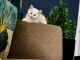 Ragdoll Cats for sale in Anaheim, CA, USA. price: $300