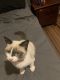 Ragdoll Cats for sale in Newcastle, OK, USA. price: NA