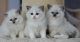 Ragdoll Cats for sale in New York New York Casino, Las Vegas, NV 89109, USA. price: $200