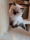 Ragdoll Cats for sale in Williamsport, PA, USA. price: $900