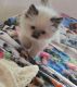 Ragdoll Cats for sale in 608 Madison Ave, Brownsville, PA 15417, USA. price: $1,200