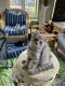 Ragdoll Cats for sale in Sandusky, OH 44870, USA. price: NA