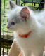 Ragdoll Cats for sale in Indianapolis, IN 46217, USA. price: NA