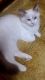 Ragdoll Cats for sale in Fredericksburg, VA 22401, USA. price: NA