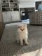 Ragdoll Cats for sale in Cary, NC, USA. price: $600